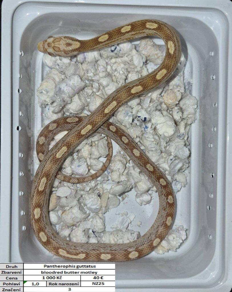 Pantherophis guttatus