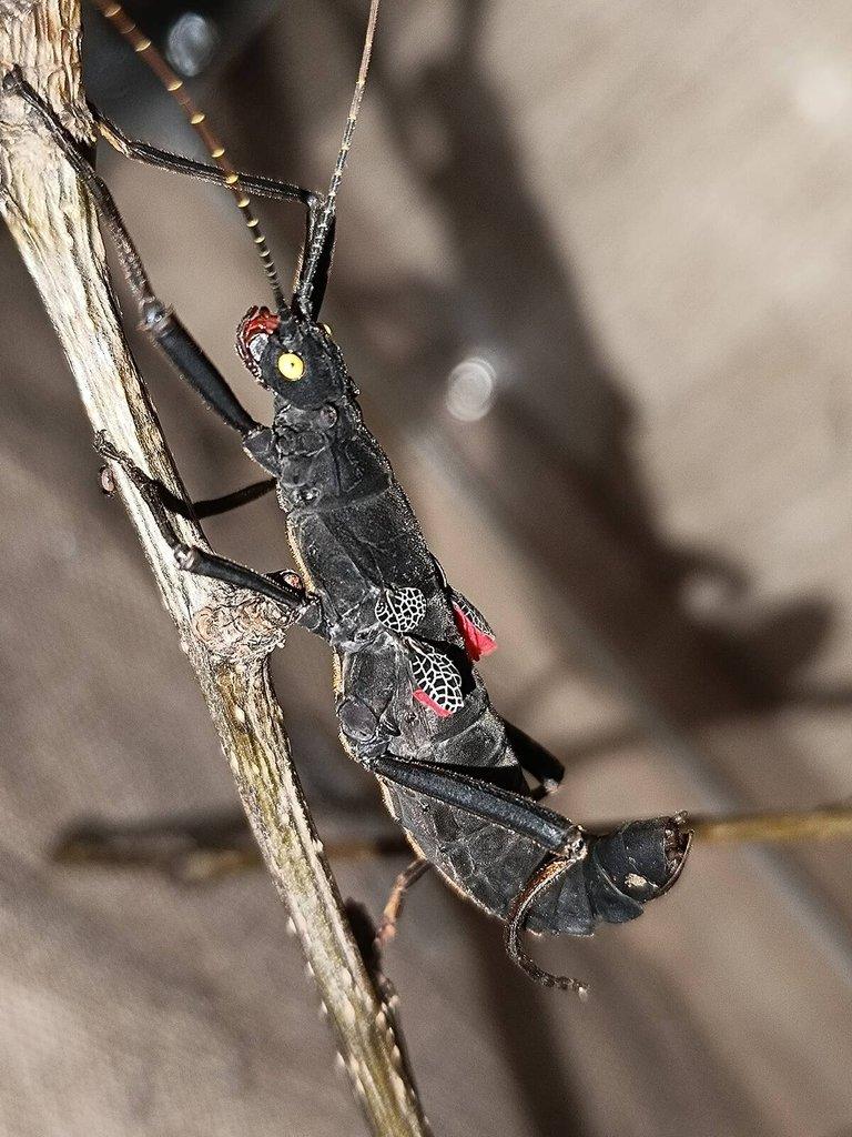 Strašilka ďábelská (Peruphasma schultei) pár