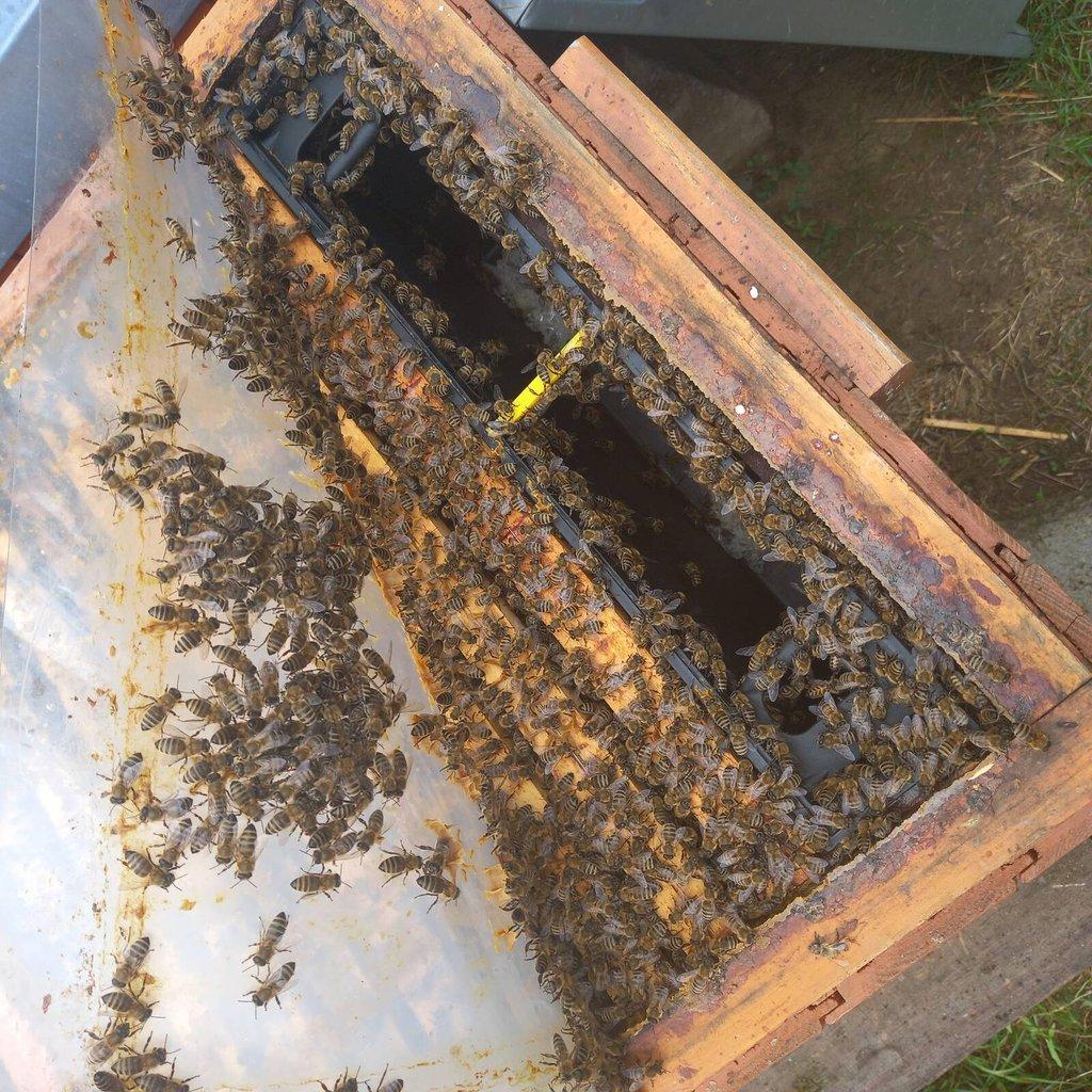 Včelí oddělky 39x24, vyzimovaná včelstva