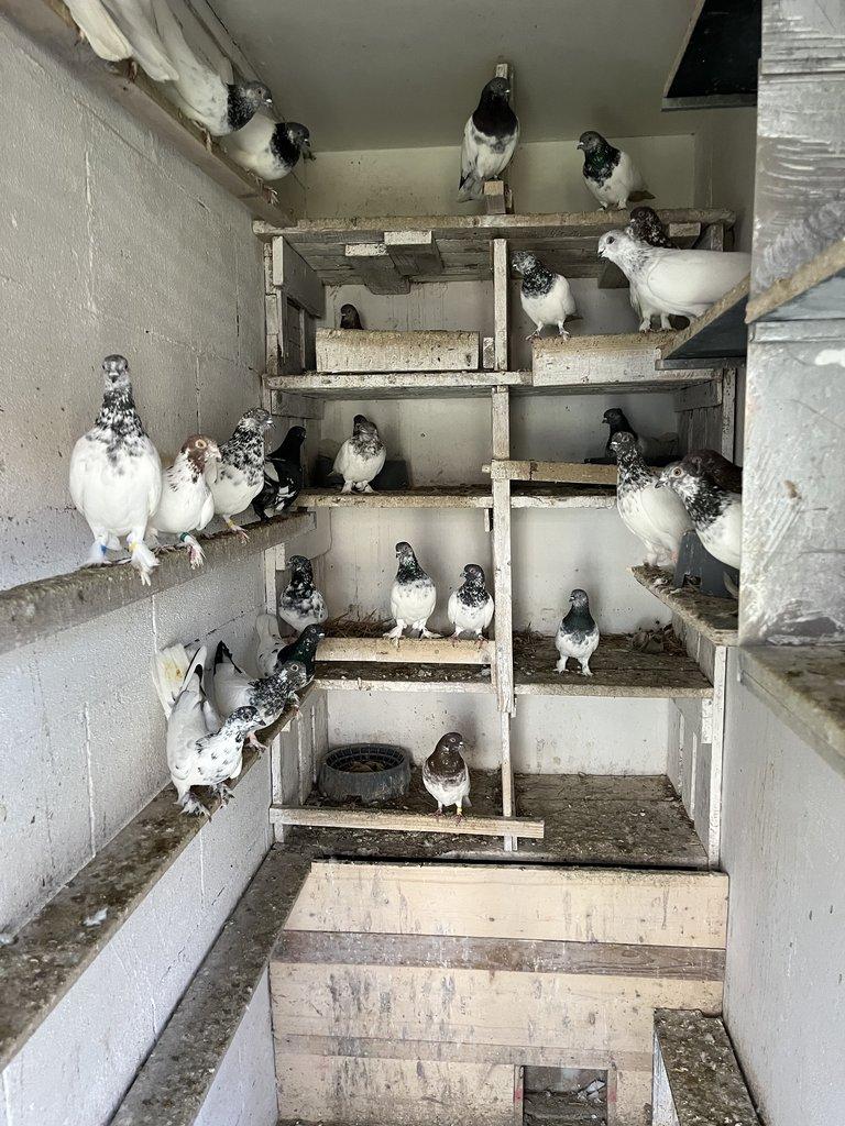 BUDAPEŠŤSKÝ VYSOKOLETEC