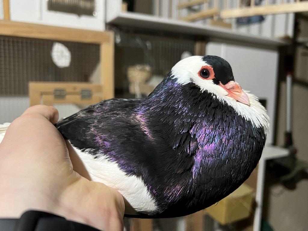 Český stavák černý Sedlatý - Samec