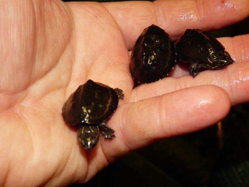 Klapavka obecná (Sternotherus odoratus)