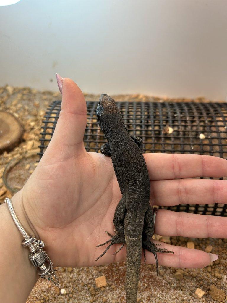 Timon lepidus melanistic 1.2