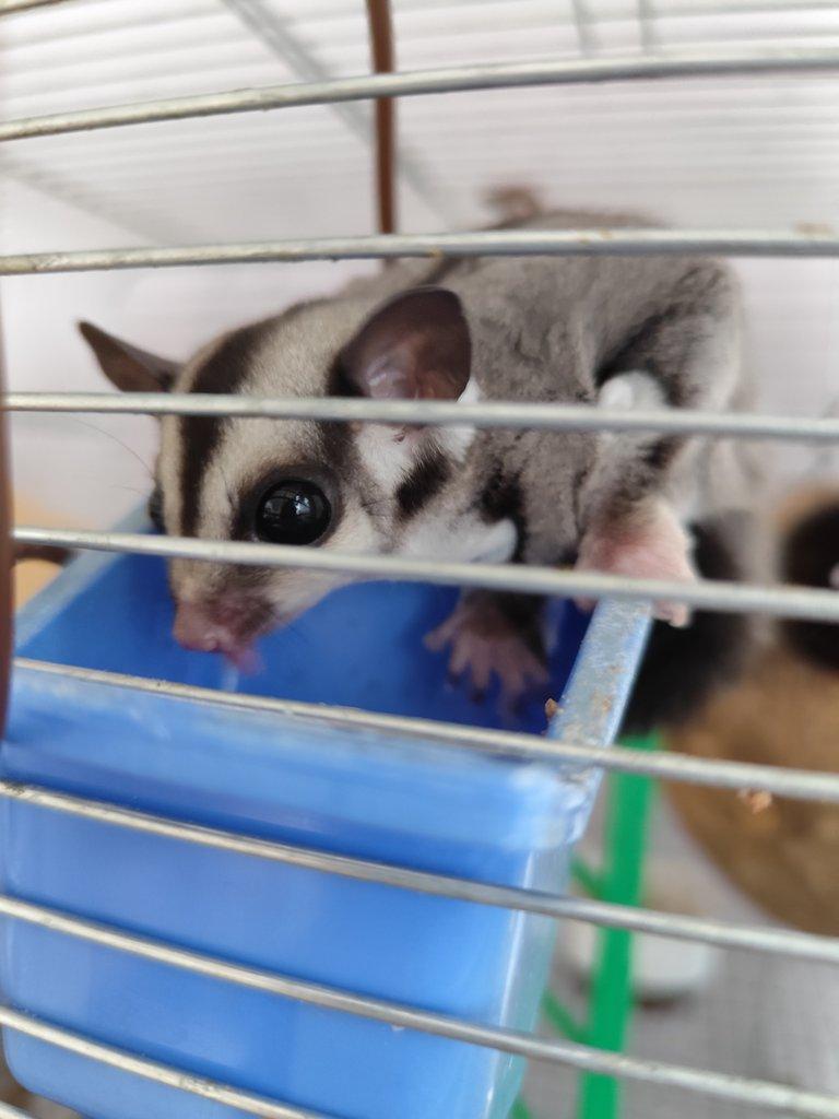 Vakoveverka samička prodej