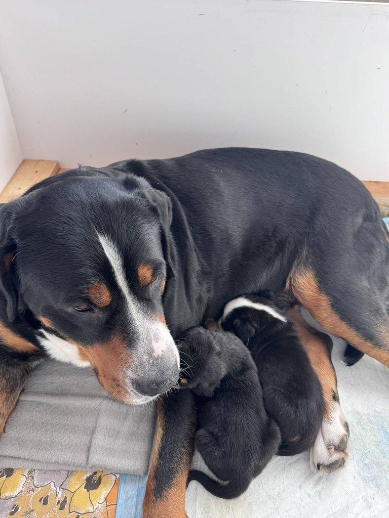 Nabízím štěňátka plemeno Velký švýcarský salašnický pes s PP