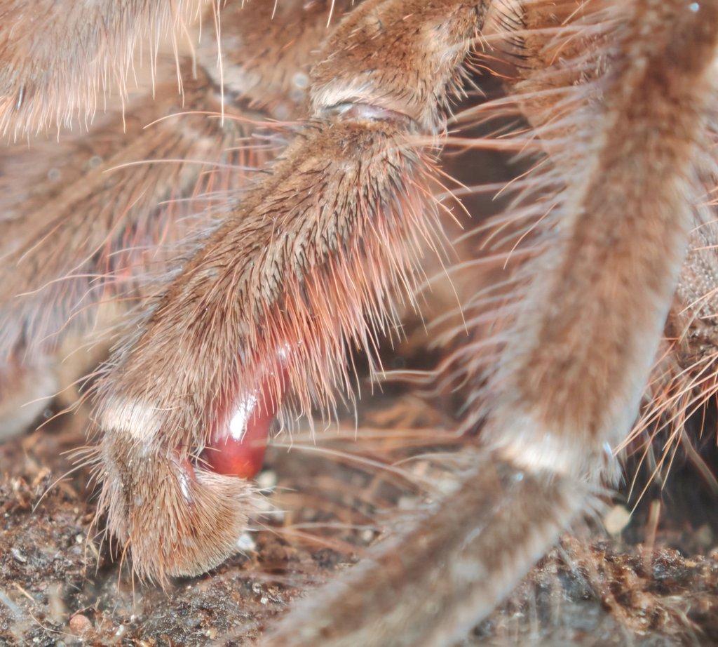 Samec Theraphosa stirmi