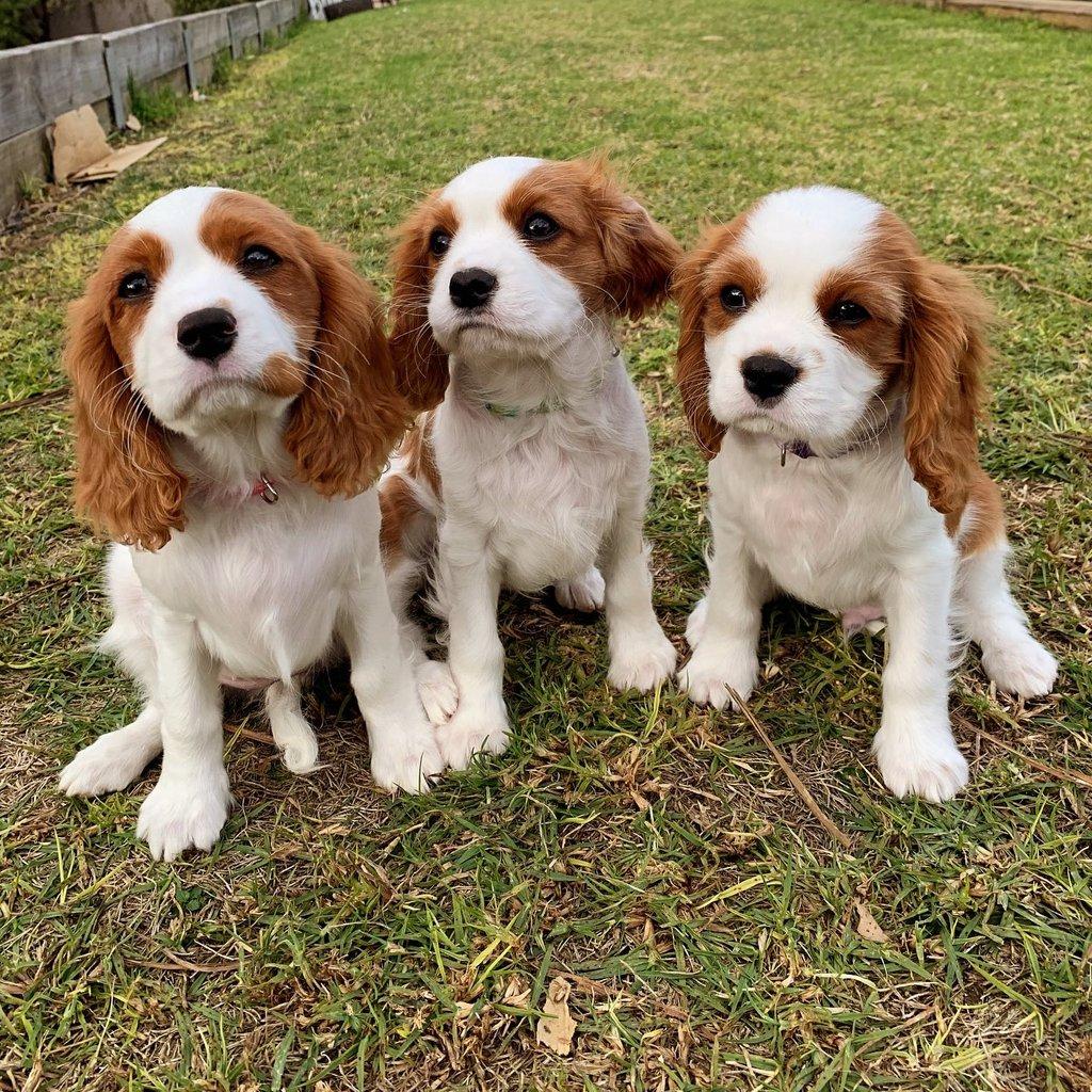 Kavalír King Charles španěl