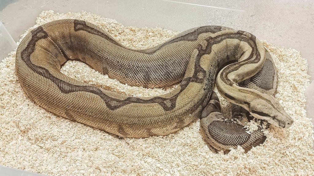 Adult Boa constrictor
