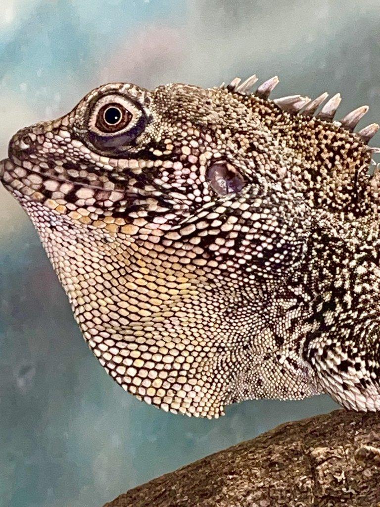 1,0 hypsilurus bruijnii