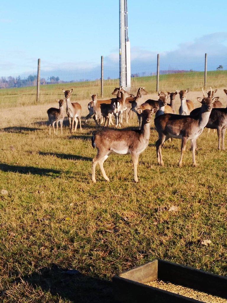 Prodám daňčí zvěř