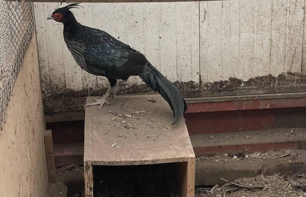 Prodám loňský odchov Bažantů