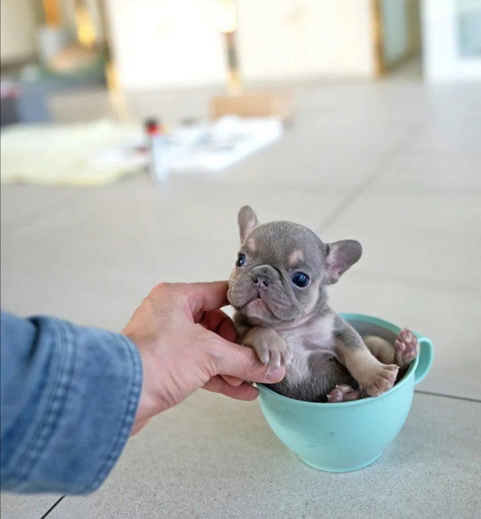 Francouzští buldočci k adopci