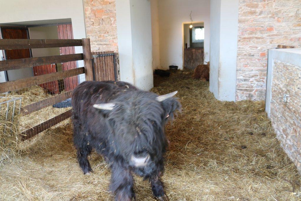 Pronájem celé samostatné stáje s výběhy