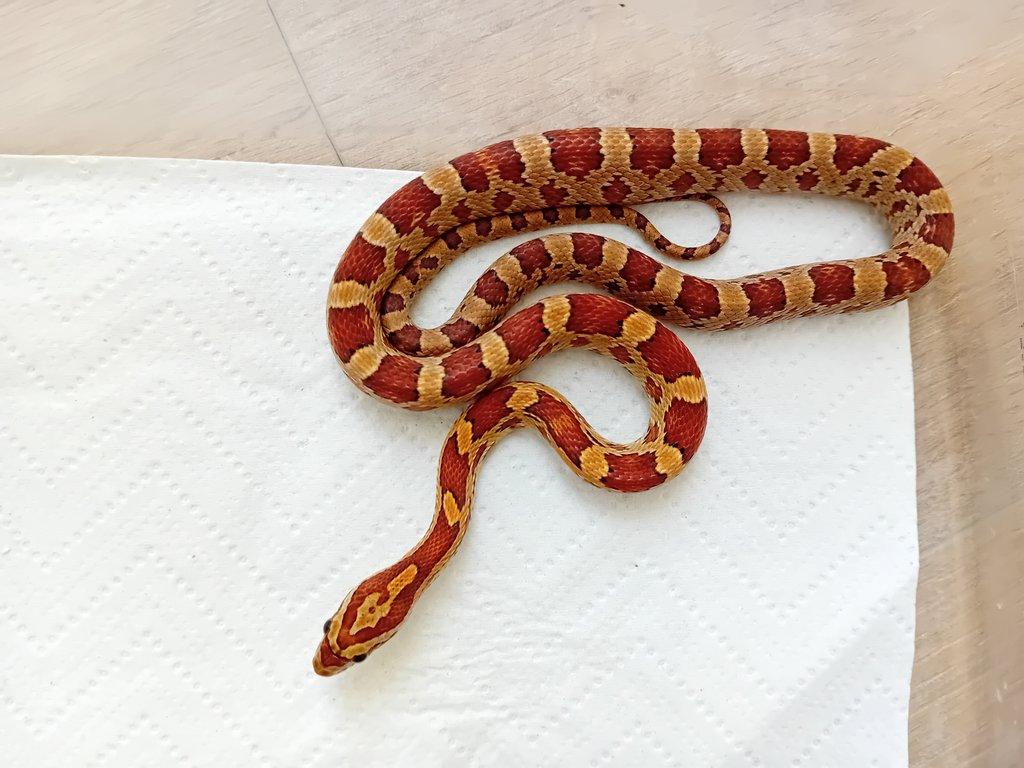 Užovka červená het. Scaleless