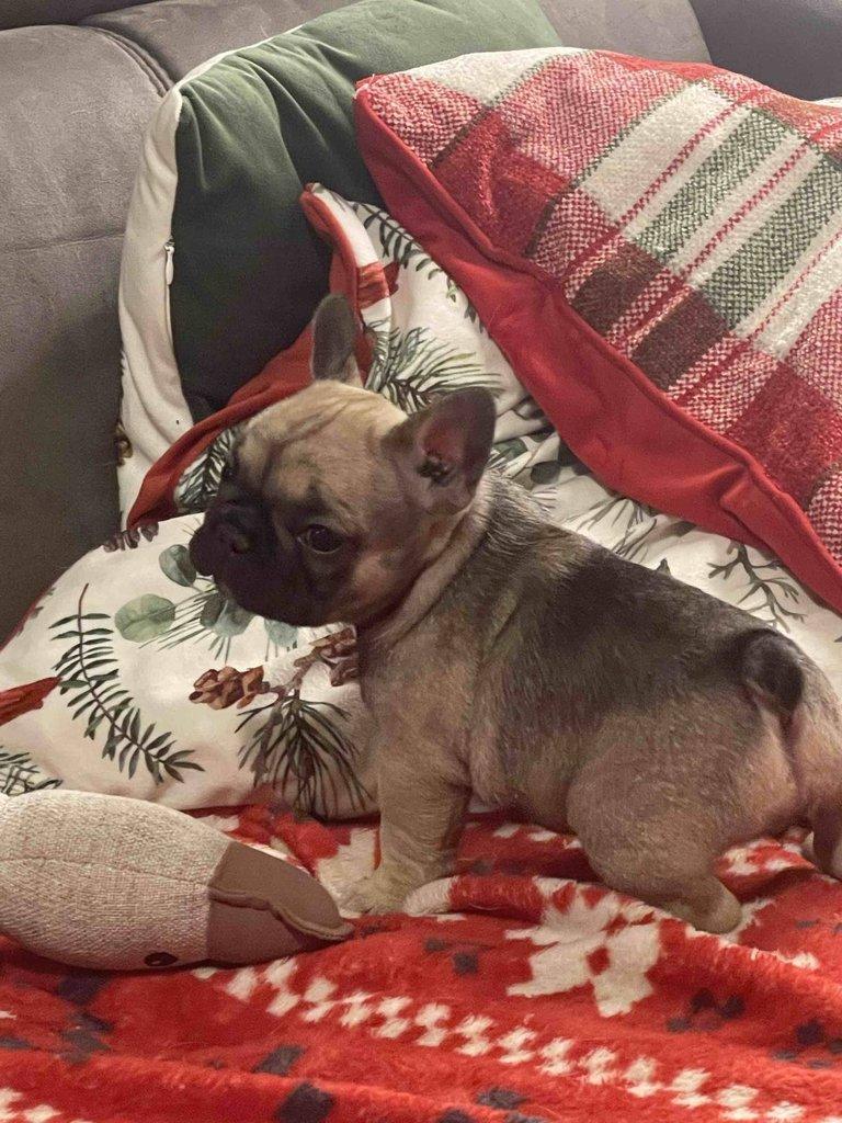 Štěňátka francouzských buldočků s PP FCI