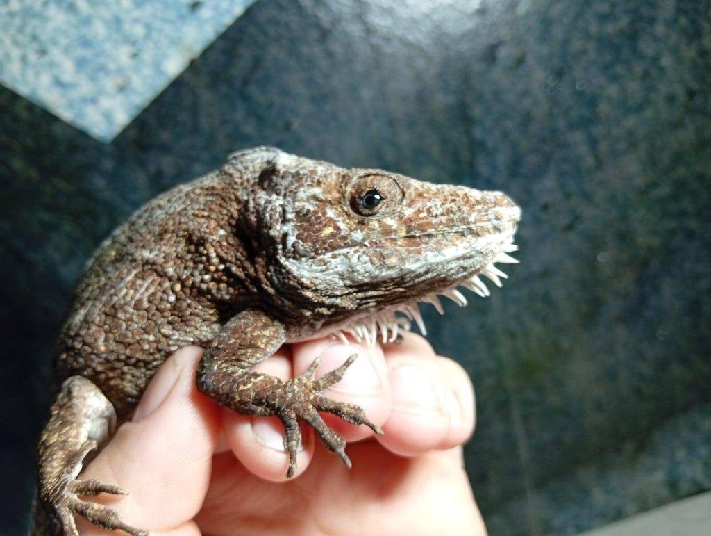 prodám samce Anolise Barbatus