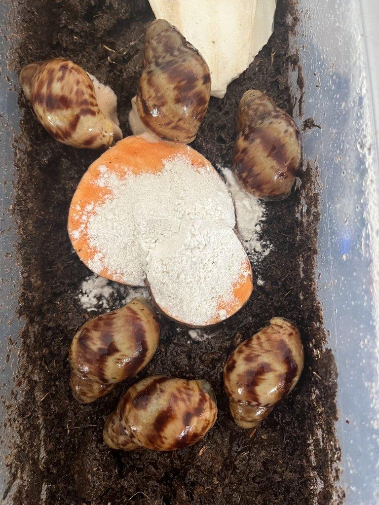 Africký šnek - mláďata