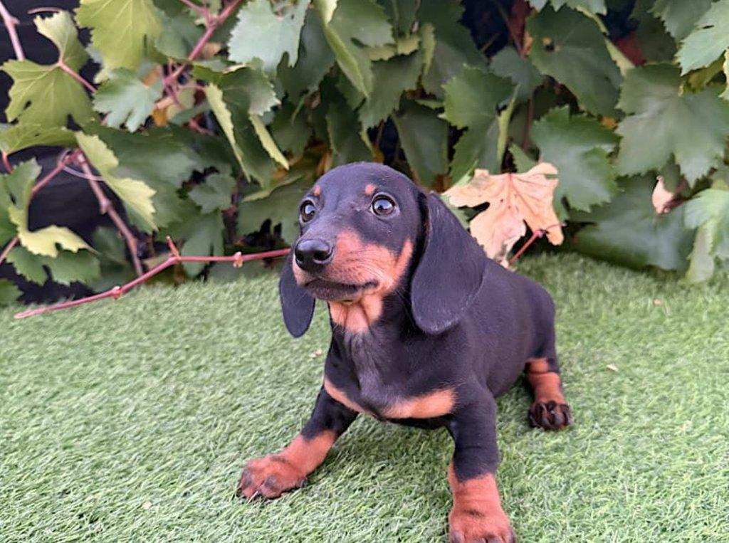 Jezevčík hladkosrstý trpasličí bez PP