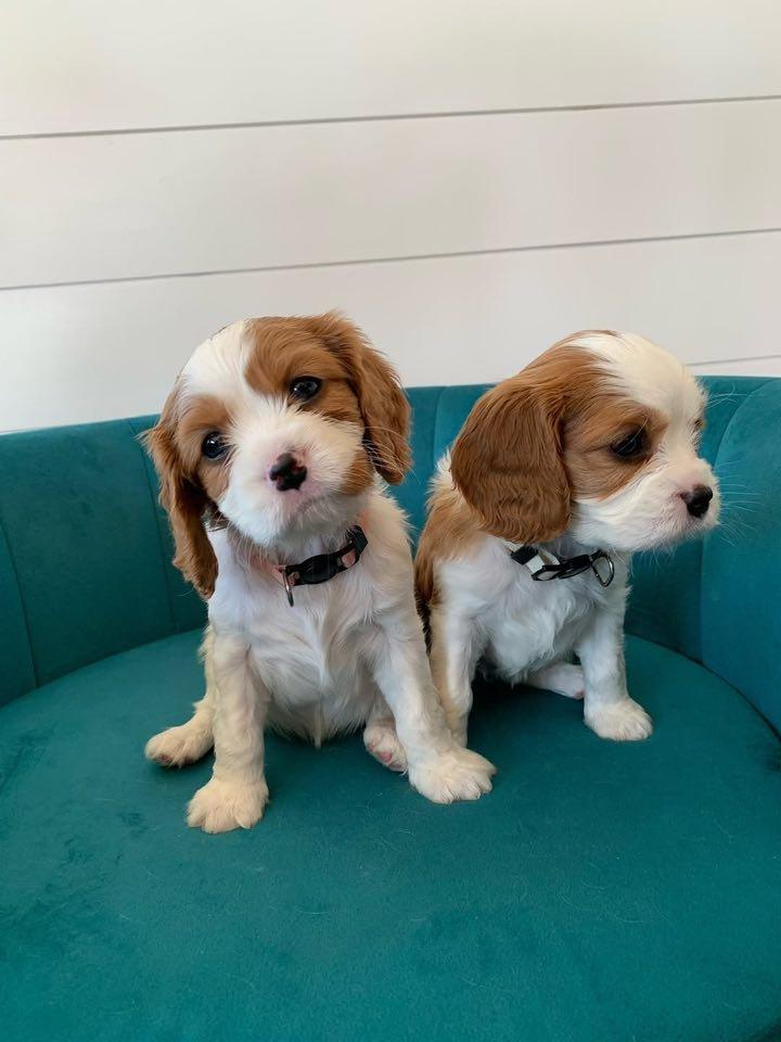 Štěňátka Kavalír King Charles španěl