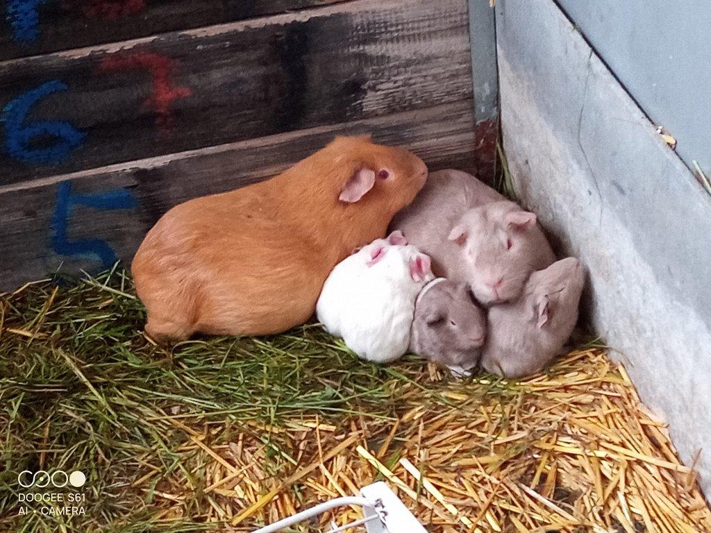 Obří Cuy morčata Doležal morče cuy