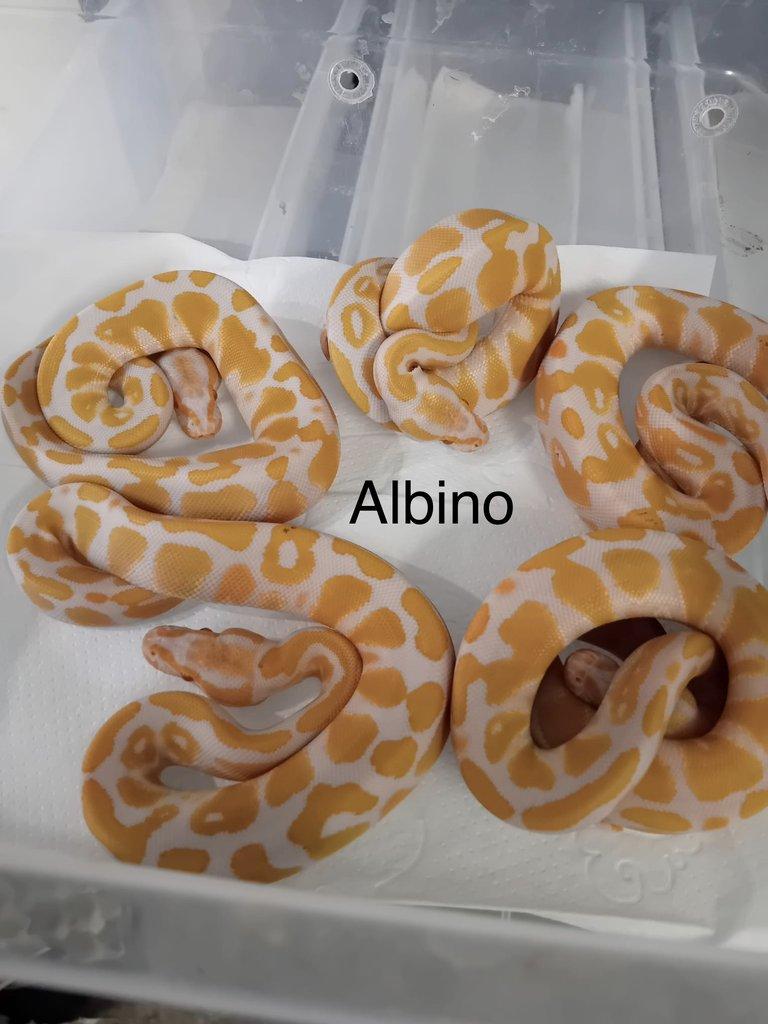 Krajta královská - aktuální nabídka 30.3