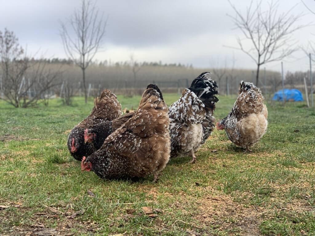 Orpingtonka 🥚🐣 (násadová vejce i kuřátka)