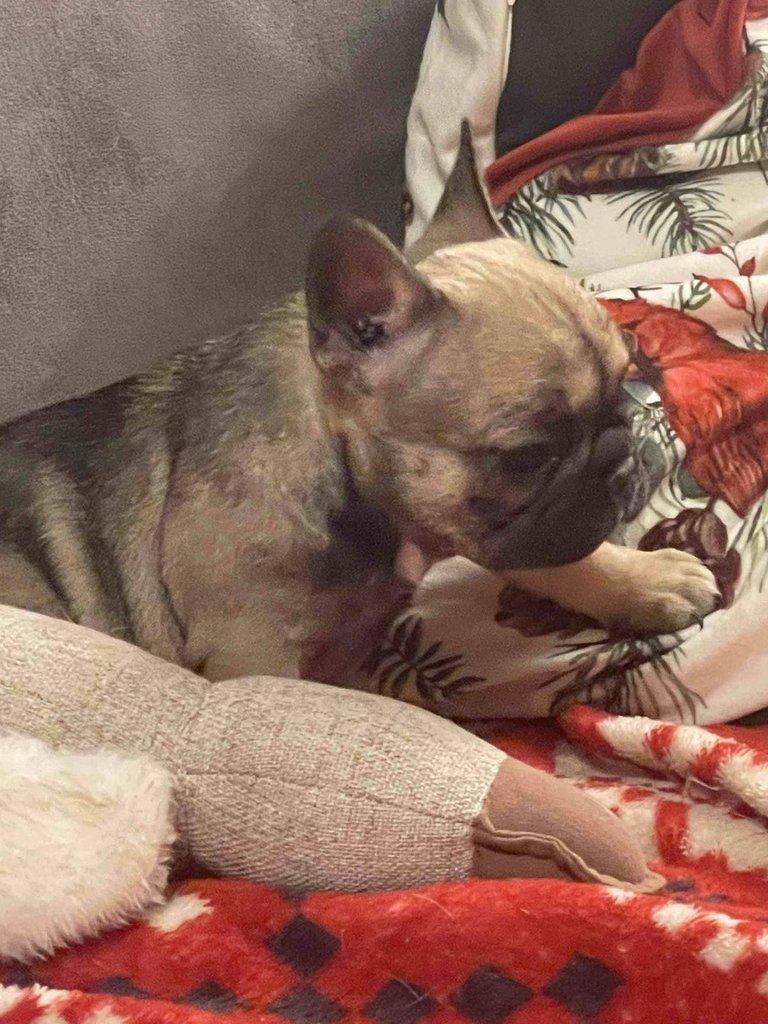 Štěňátka francouzských buldočků s PP FCI