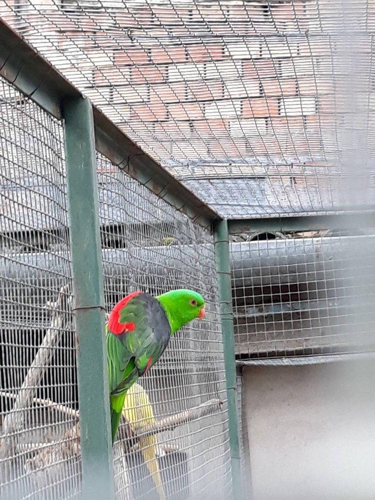Prodám papoušek červenokřídlý
