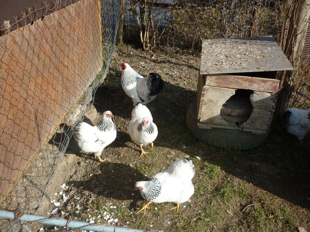 zdr. vyandotka kolumbie 1,3