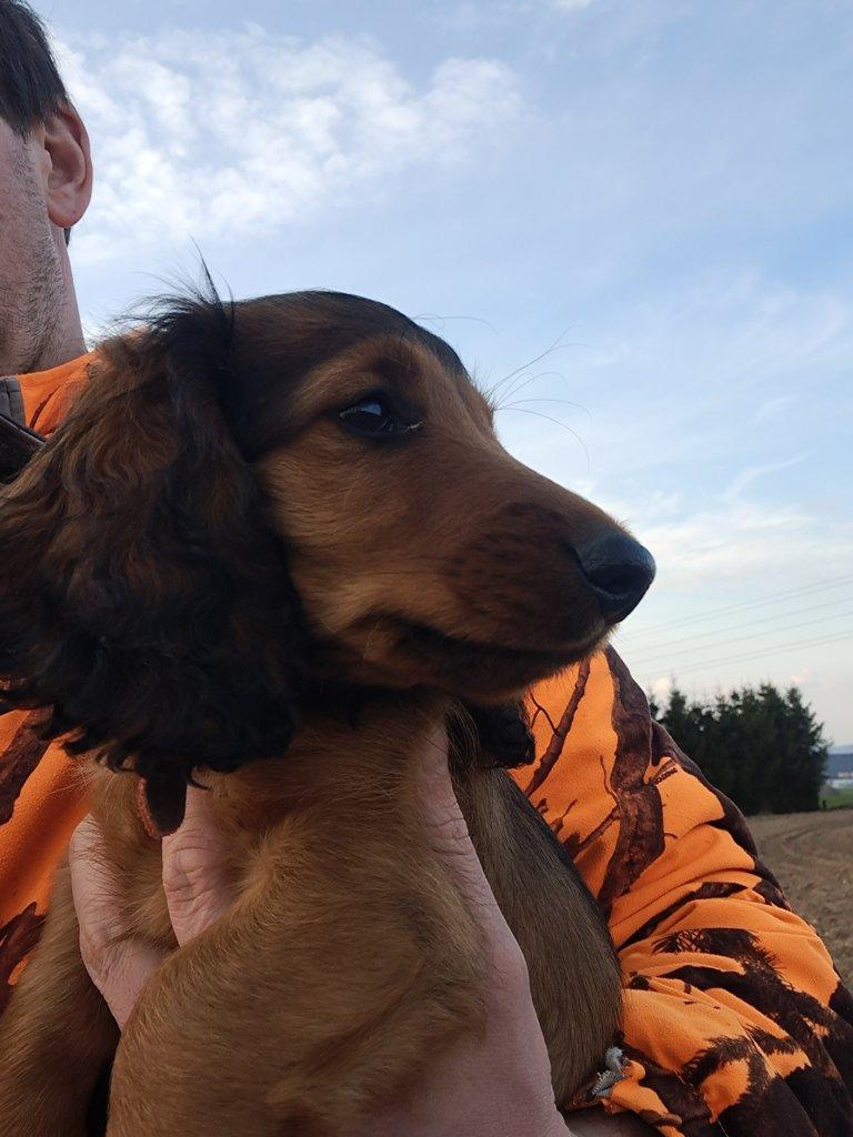 Jezevčík dlouhosrstý standardní s PP