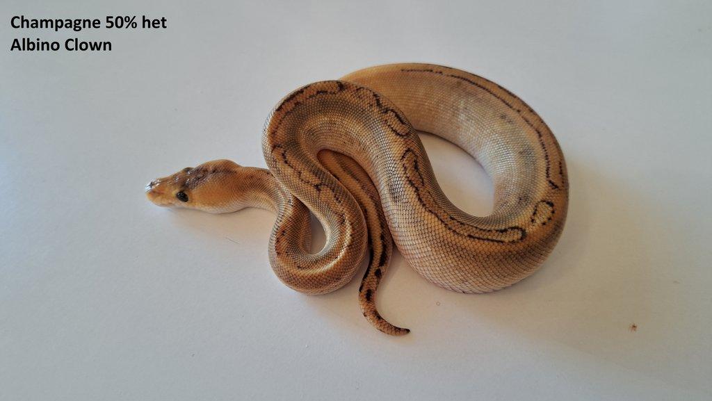 Krajta královská - prodám vlastní odchov 2023 - 2025