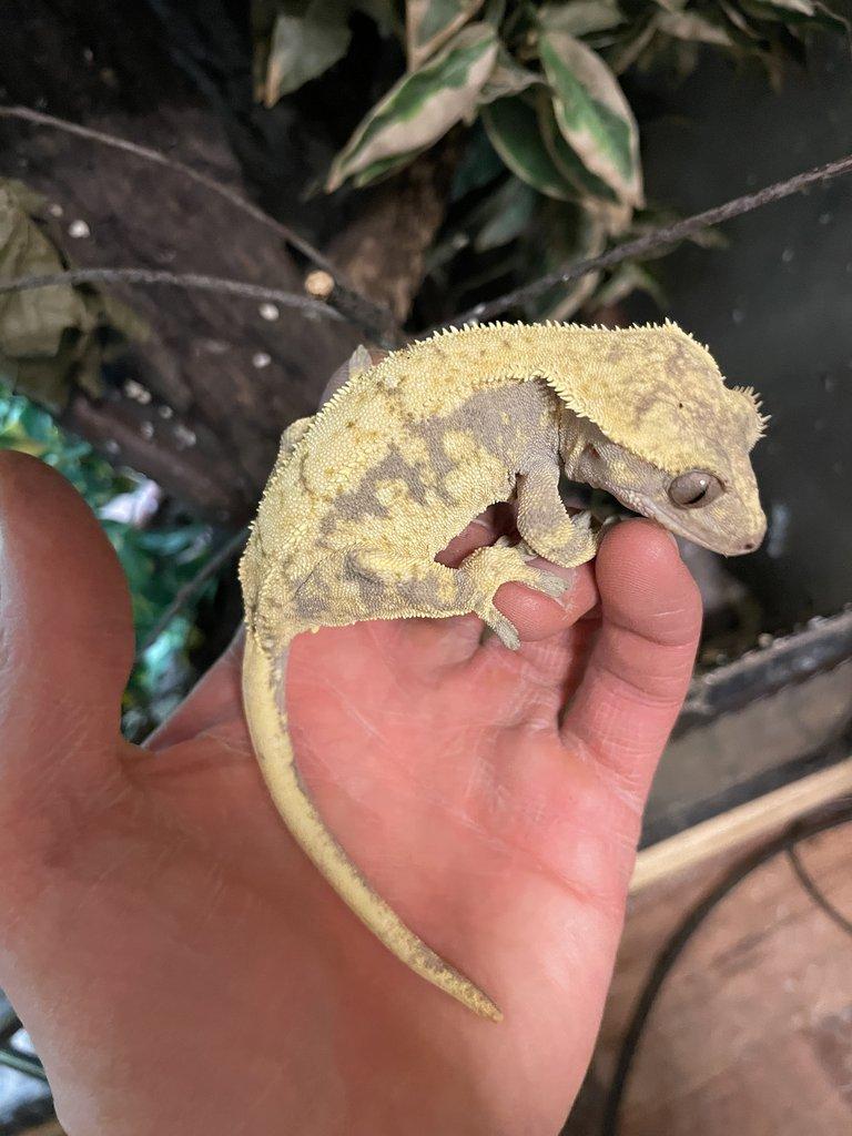 0,2 Rhacodactylus ciliatus