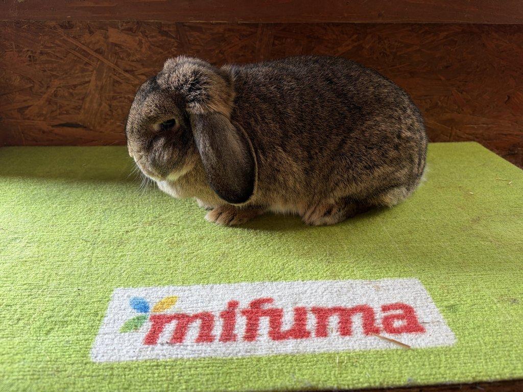 Zakrslý Beran divoce zbarvený