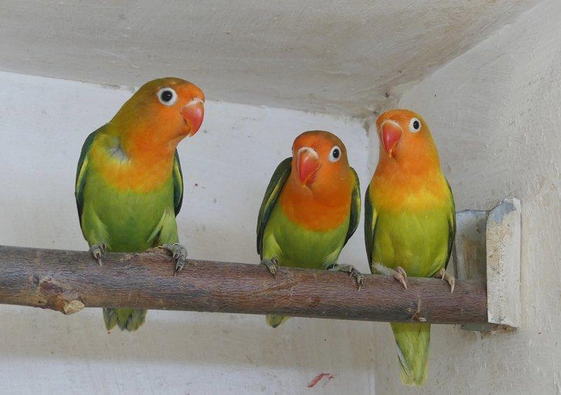 Prodám agap.fischeri