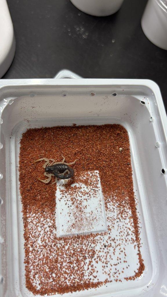 Štíři - vánoční akce do 15.12.