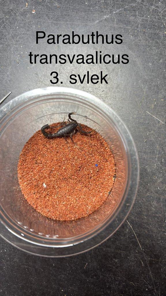 Štíři aktuální nabídka 21.4.