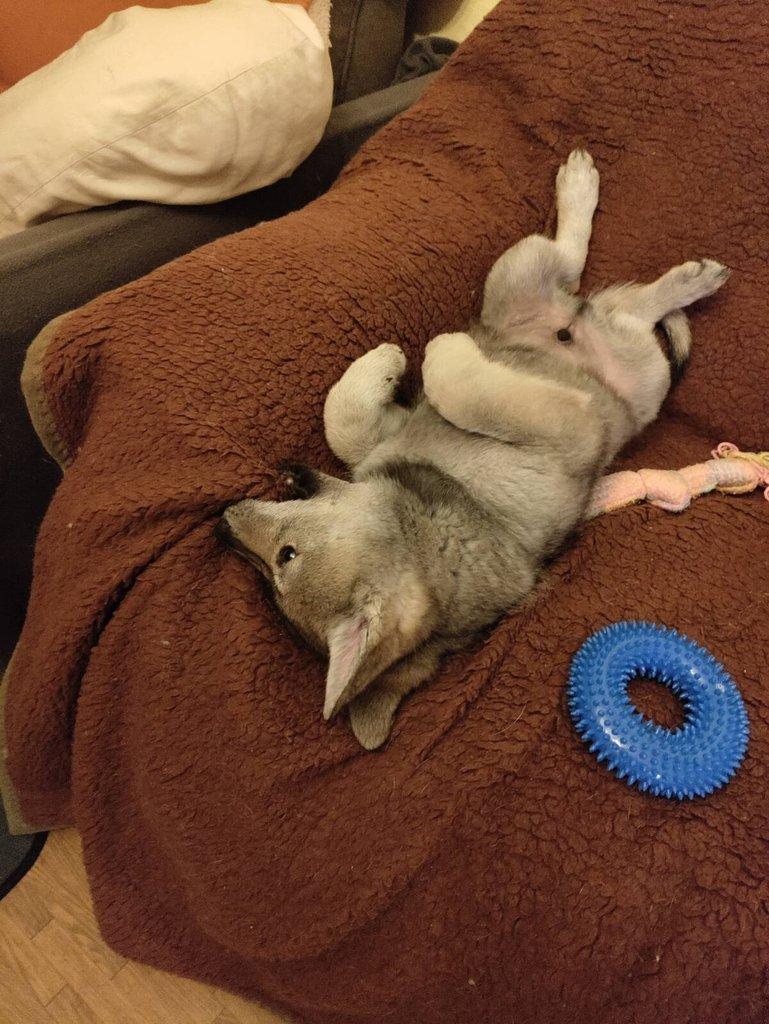 Československý vlčák - štěně s PP