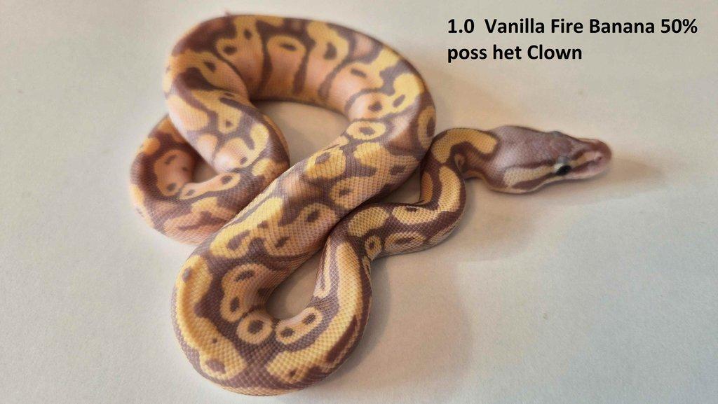 Krajta královská - prodám vlastní odchov 2023 - 2025