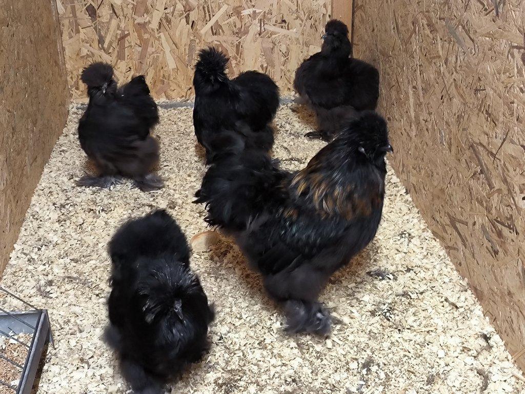 Hedvábničky velké vousaté EU černé a čoko