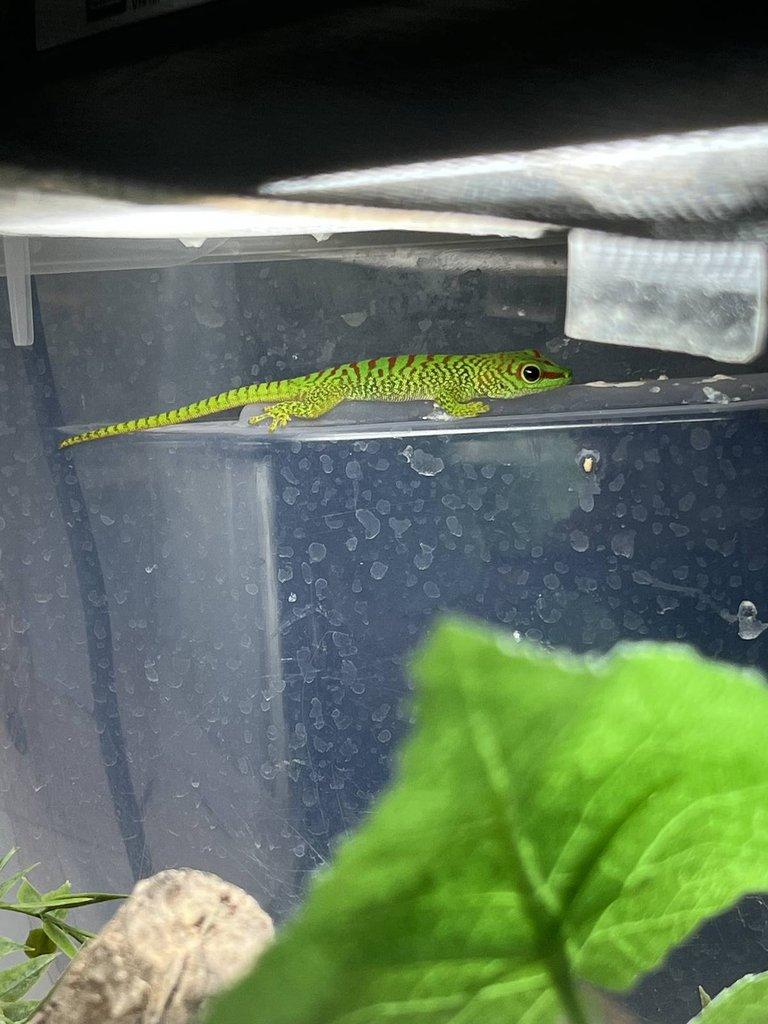 0.0.4 Phelsuma graandis HR
