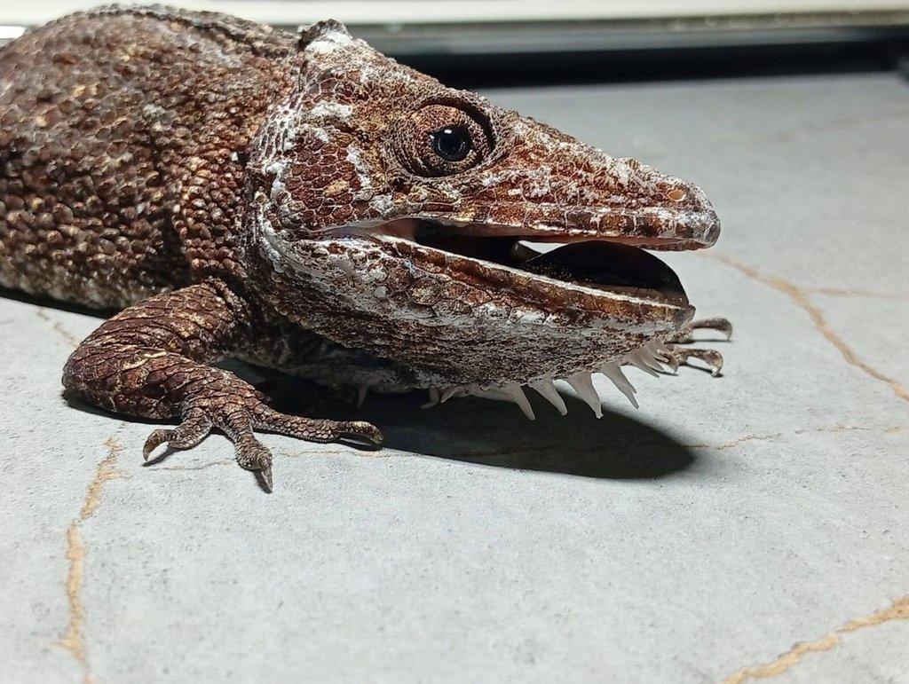 prodám samce Anolise Barbatus