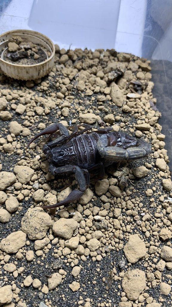 Štíři - aktuální nabídka 13.11