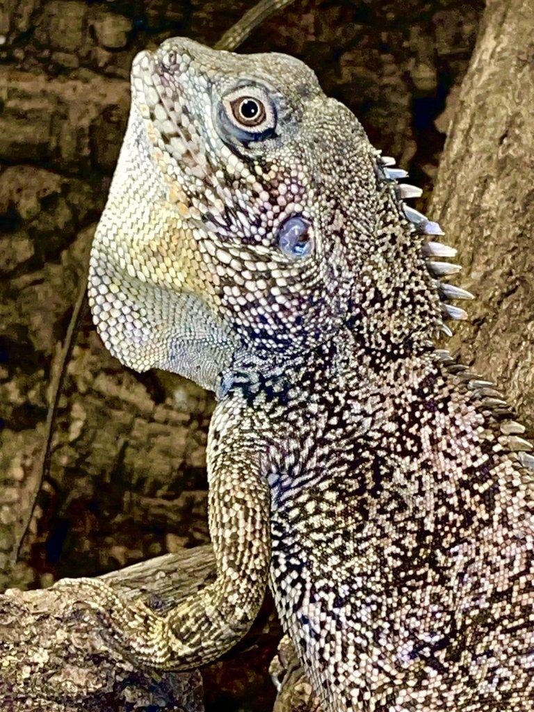 1,0 hypsilurus bruijnii