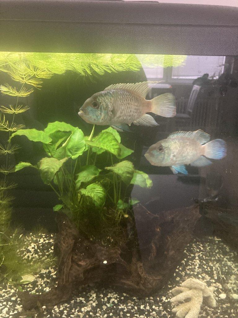 2x velká modrá akara