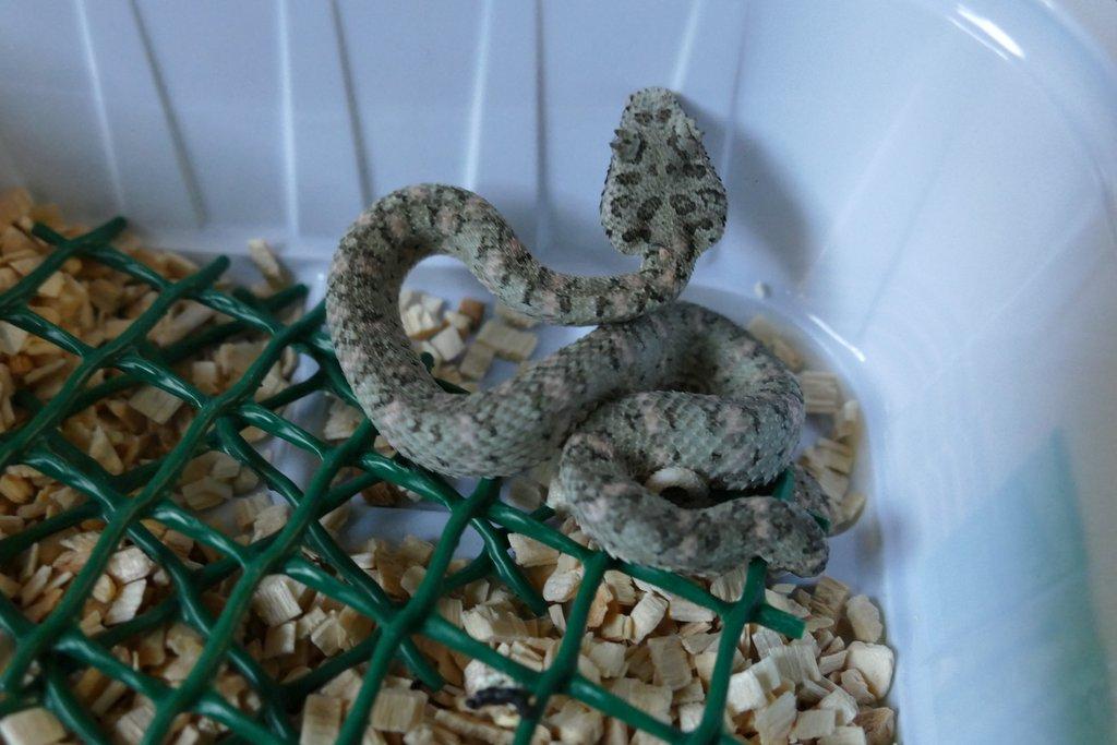 Křovinář ostnitý