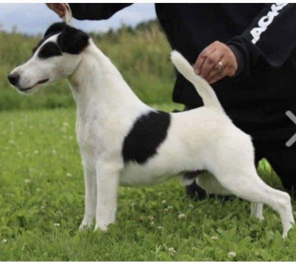 Foxteriér hladkosrstý