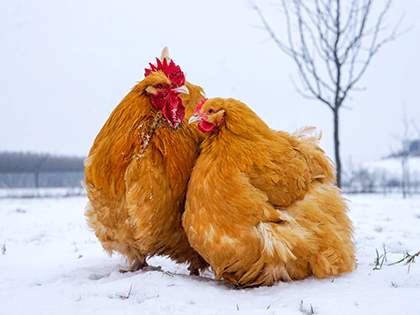 Orpingtonka 🥚🐣 (násadová vejce i kuřátka)