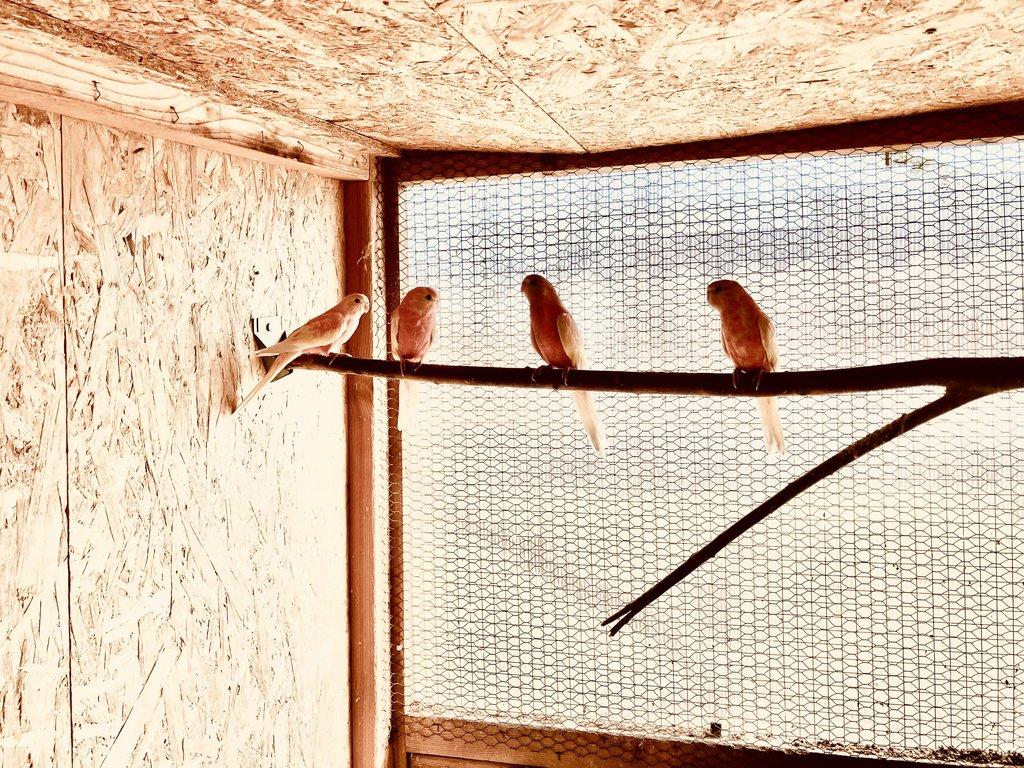 Prodám 1.3 neofémy bourky rubina