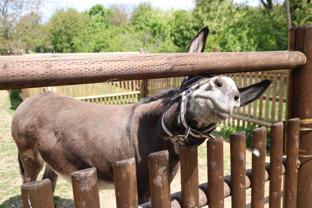 Pronájem celé samostatné stáje s výběhy