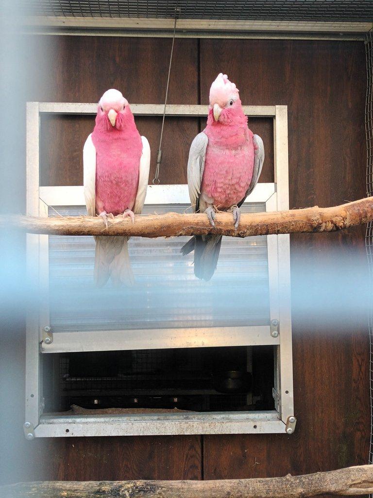 Kakadu růžový štěpák-lutino